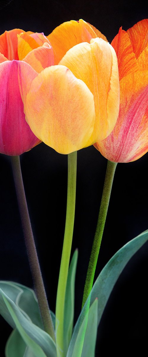 Triple Tulip by MICHAEL FILONOW