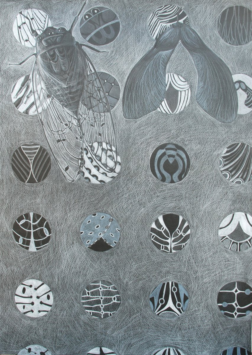 Botanical Pencil Drawing By Andromachi Giannopoulou, 20 X 26, Cicada And Seeds, Original Artwork