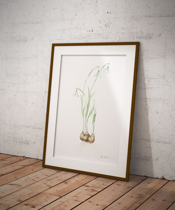 Snowdrops flowers
