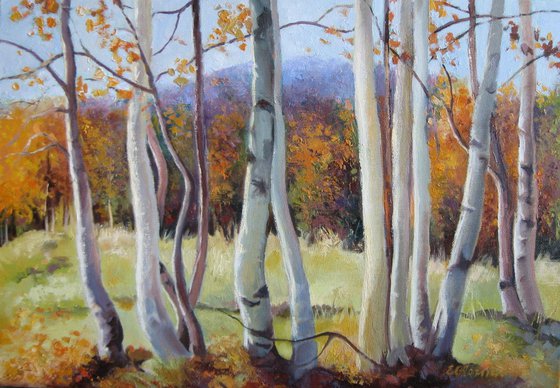 Autumn birches