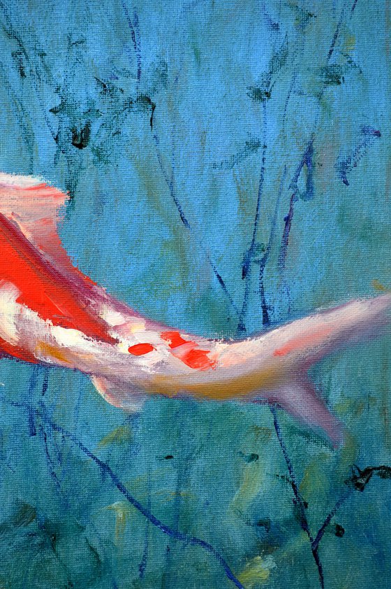 Red Koi carp