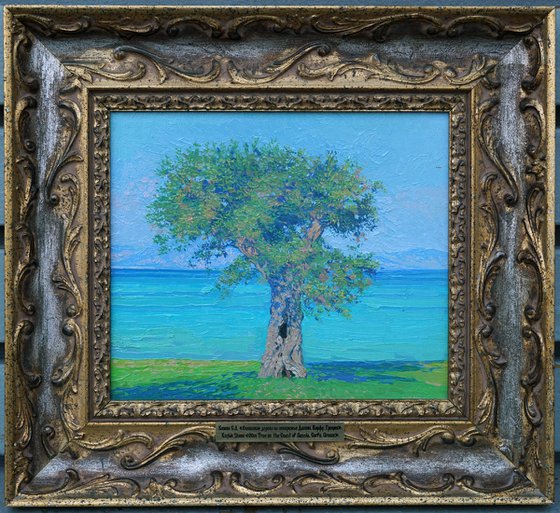 Olive tree on the Dassia