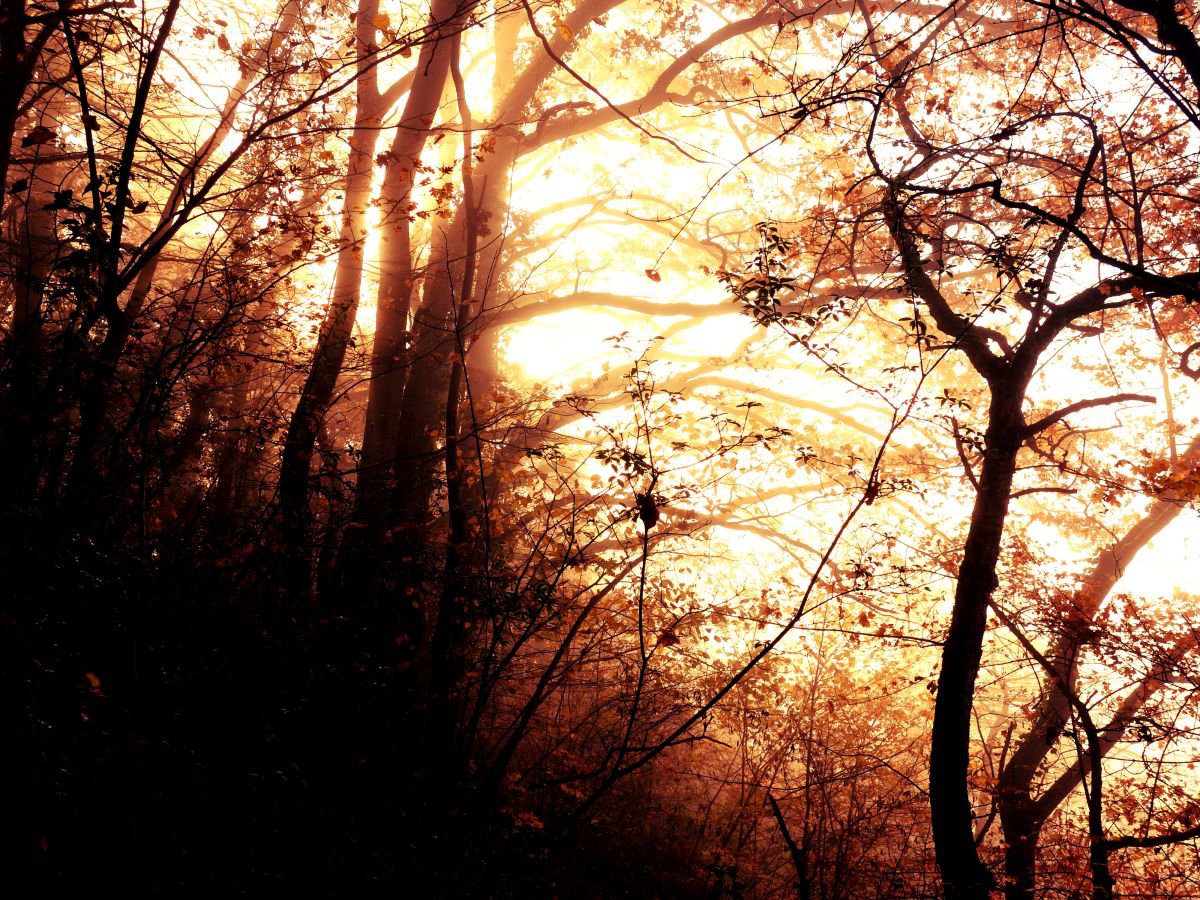 Sunrise in foggy forest - 60x80x4cm print on canvas 05082a1 READY to HANG by Kuebler