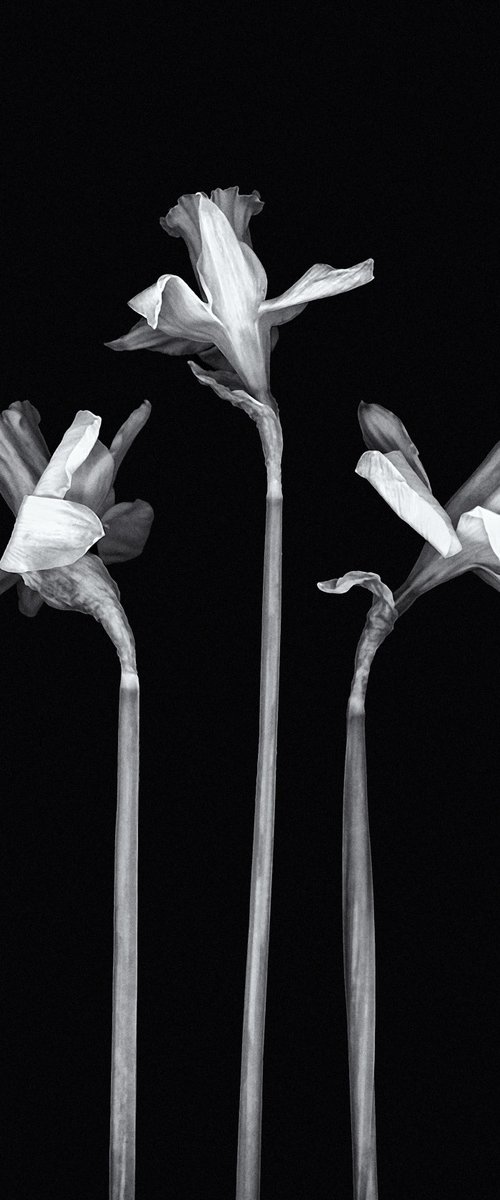 Three Daffodils by Paul Nash