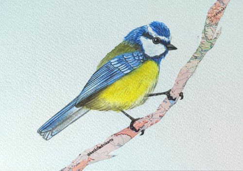 Blue Tit Bird by Ketki Fadnis