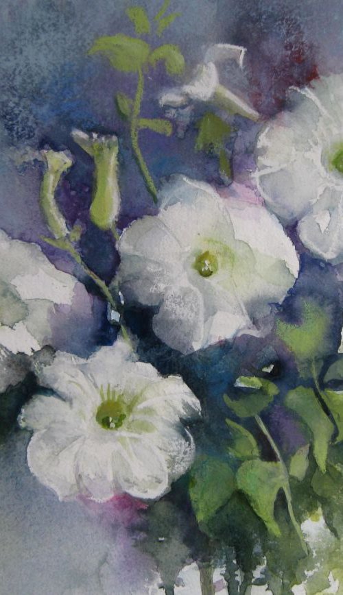 White petunias by Elena Oleniuc