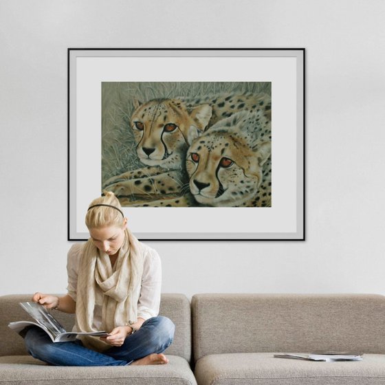 Cheetah, waiting