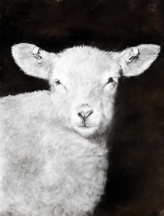 Lleyn Lamb