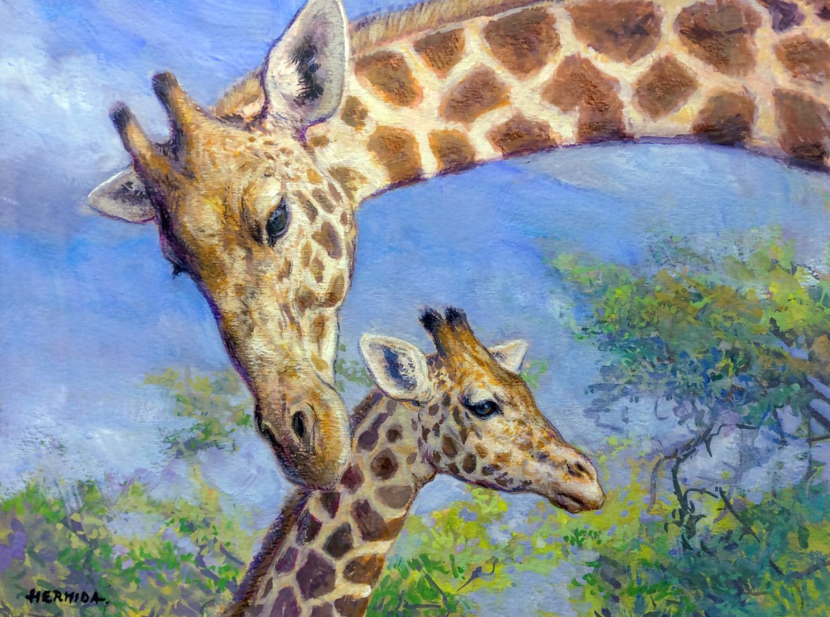 Giraffes by Gabriel Hermida