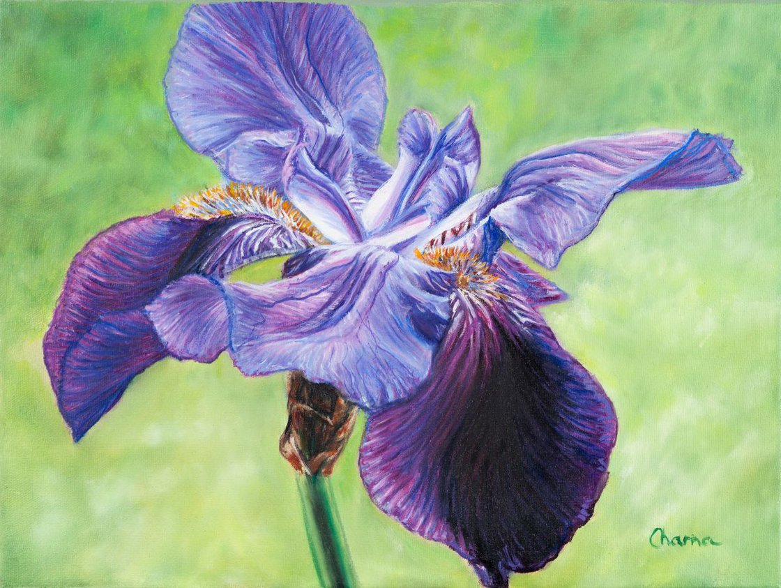 Iris Oil painting by Charna Artfinder