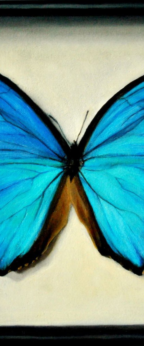 Blue Morpho by Daniela Roughsedge