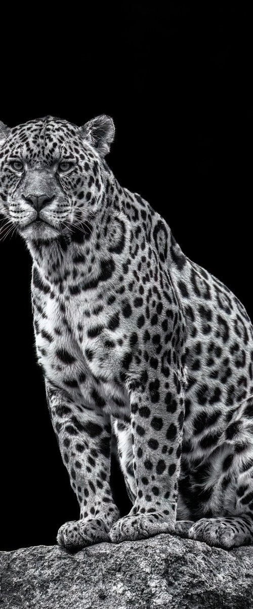 Jaguar on a rock by Paul Nash