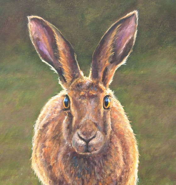 Meadow Hare