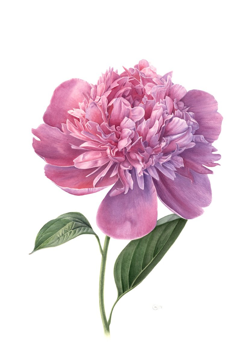 Photorealistic Botanical Watercolour By Yuliia Moiseieva, 15 X 22", Pink Peony, Original Artwork