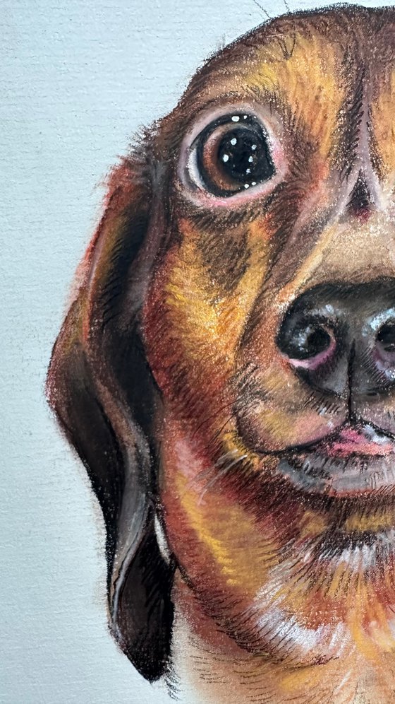 Funny Dachshund Portrait Adorable Pup