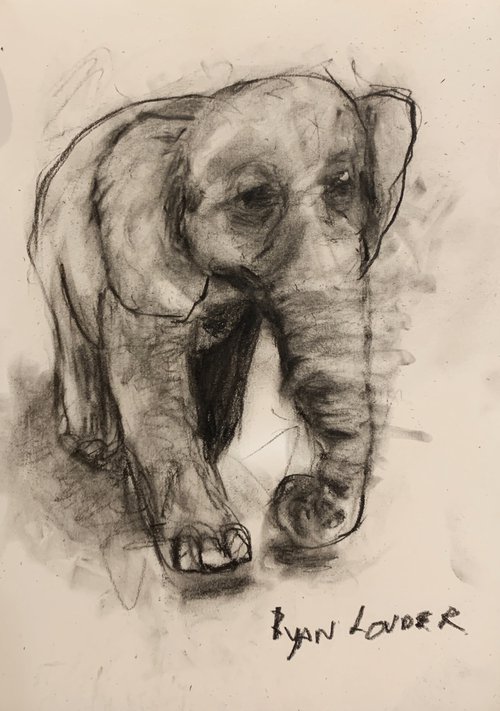 Happy Elephant - Small Drawing by Ryan  Louder