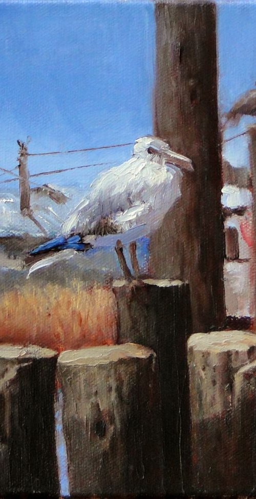 Smith Island Seagull by Rick Paller