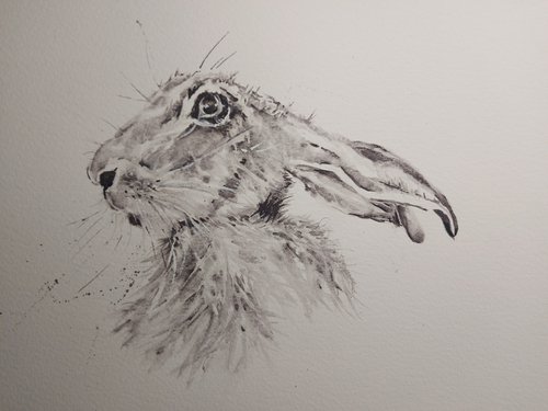 Monochrome Hare by Sue  Green
