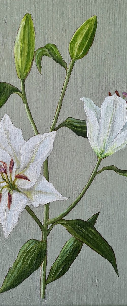 Oriental Lily Study 2 by Katia Bellini