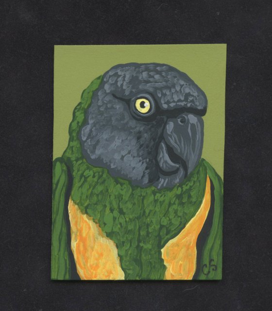 ACEO ATC Original Painting Senegal Parrot Bird Art-Carla Smale