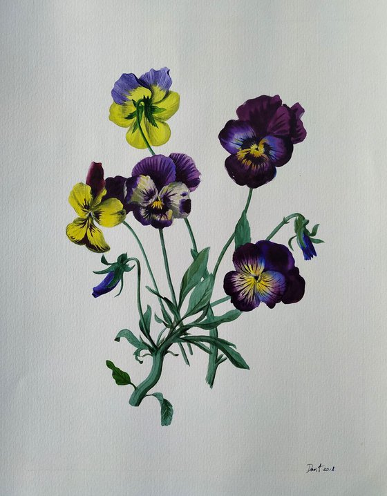 Pansies, 35x45cm, wathercolor on paper 2018