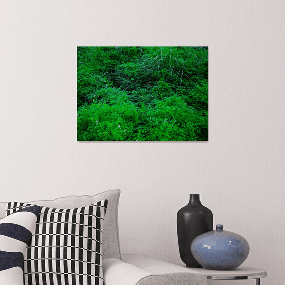 Neglected/Natural Garden in the City | Limited Edition Fine Art Print 1 of 10 | 45 x 30 cm
