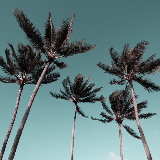 Palms