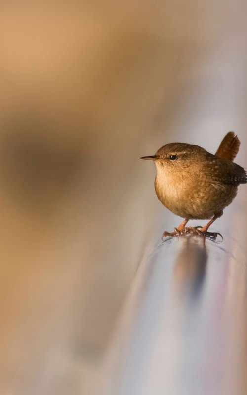 Photography | Birds | Troglodytes troglodytes by Boris Belchev