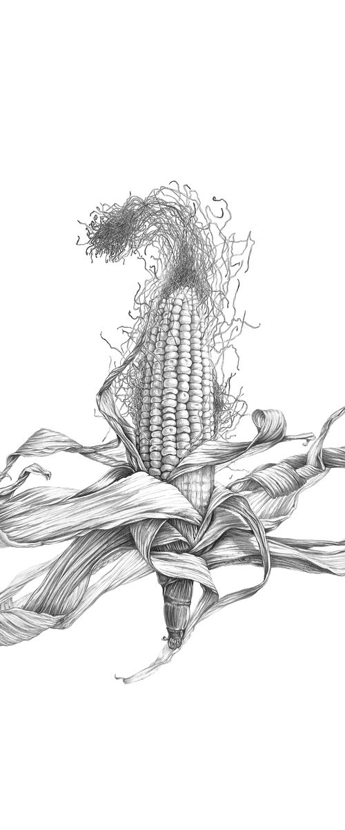 Corn by Nataliia Kupchyk