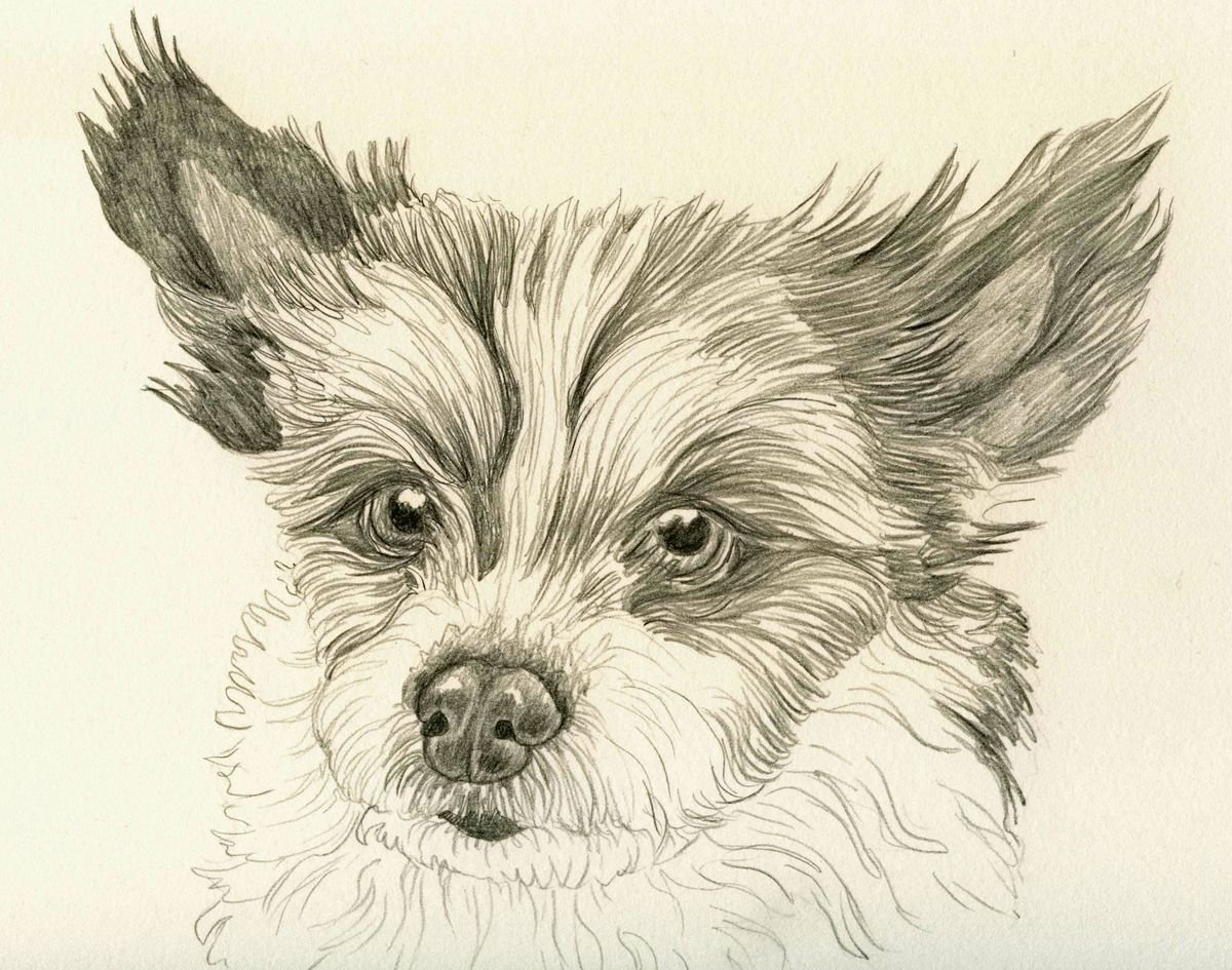 Black and White Terrier Mix Study Dog Art Original Graphite Pencil Drawing 9 x 9 Inches-Ca... by carla smale