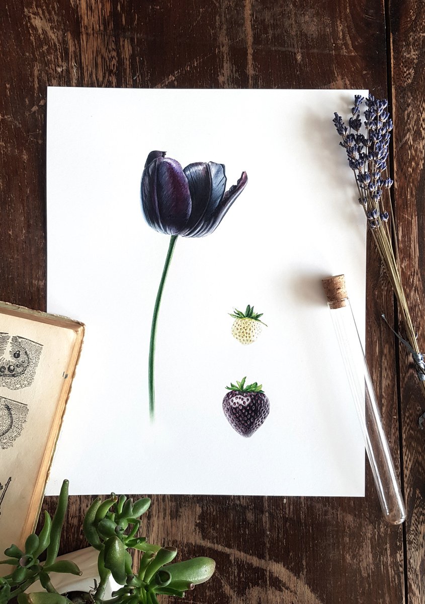 Black tulip. Black strawberry by Dovydas Bou