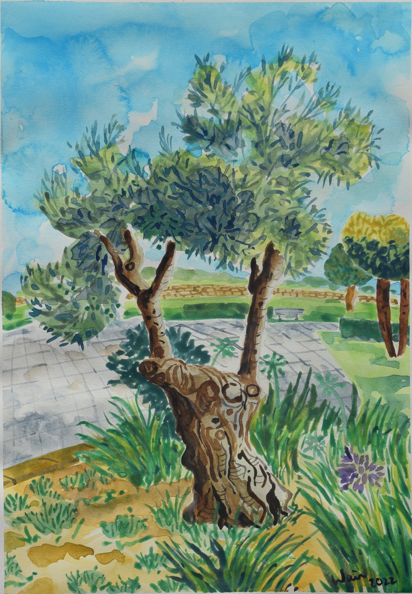 Olive tree in Parc el duque by Kirsty Wain