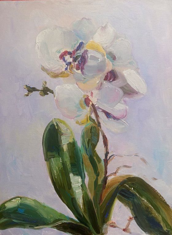 White orchid