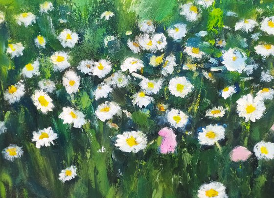Field of daisies