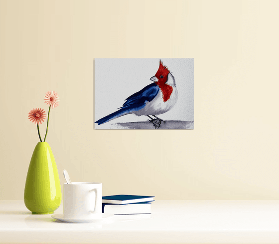 Red-cowled cardinal Paroaria