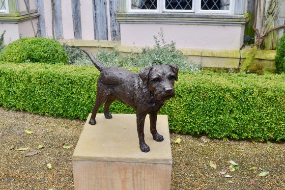 Standing Border Terrier BR