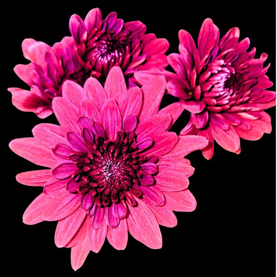 Solo Bloom - Magenta Chrysanthemum