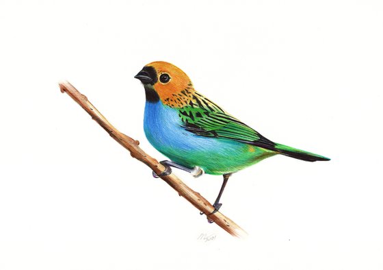 Gilt-edged Tanager - Bird Portrait