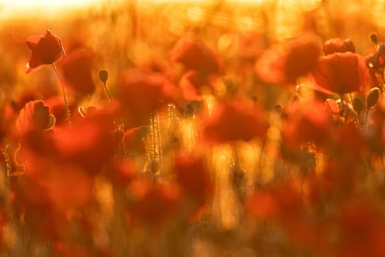 Poppy Abstract