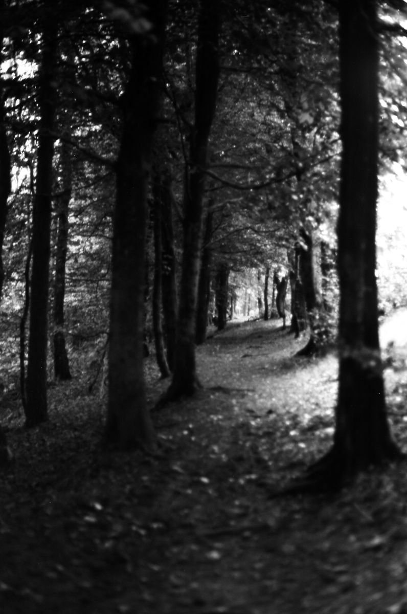 Photorealistic Landscape Photograph By Justice Hyde, 20 X 28", Northern Woods 5 - Unmounted, Original Artwork