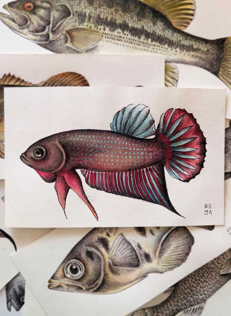 Mariana Renteria Garnica | Original Ink Drawing | Betta Siamorientalis | 21 X 13Cm | Artwork For Sale On Artfinder