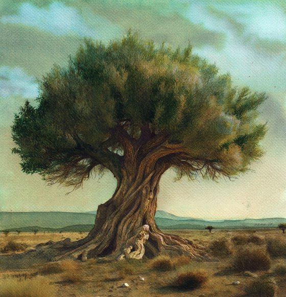 An olive tree in Greece