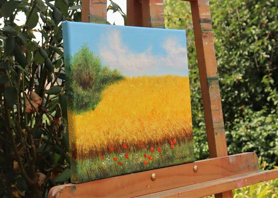 Wheat field  in summer