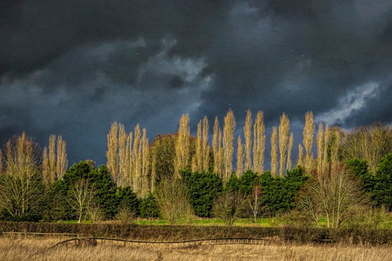 Sunlit Trees-Dark Skies