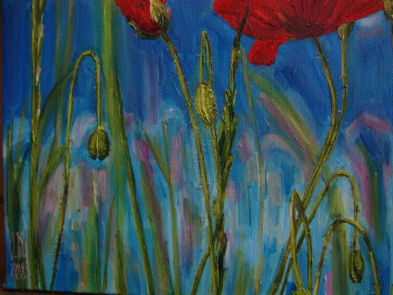 Poppies and clouds