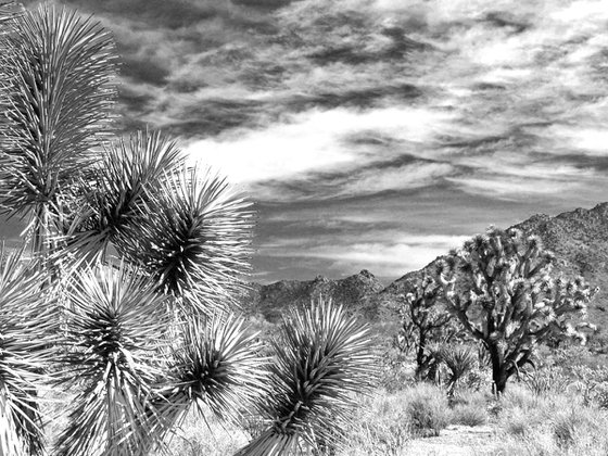 Joshua Tree Desert