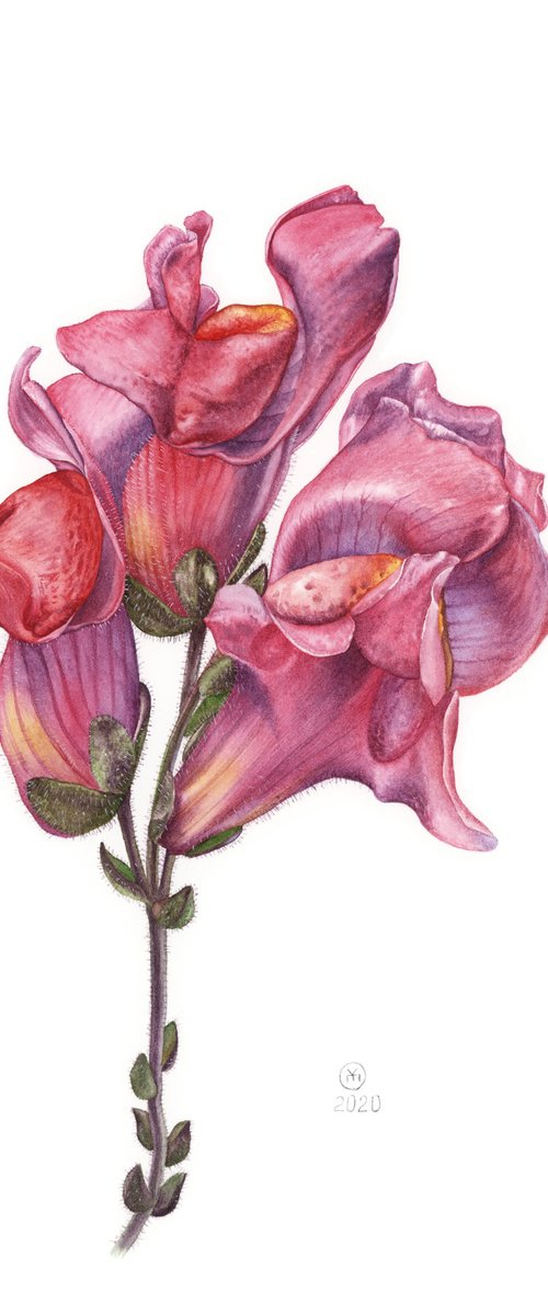 Pink Antirrhinum by Yuliia Moiseieva