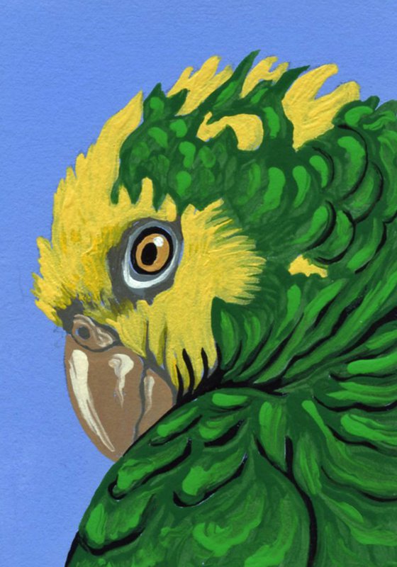 ACEO ATC Original Miniature Painting Yellow Head Amazon Parrot Pet Bird Art-Carla Smale