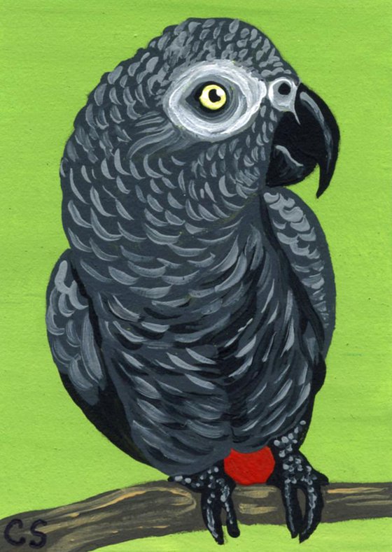 ACEO ATC Original Miniature Painting African Gray Parrot Pet Bird Art-Carla Smale