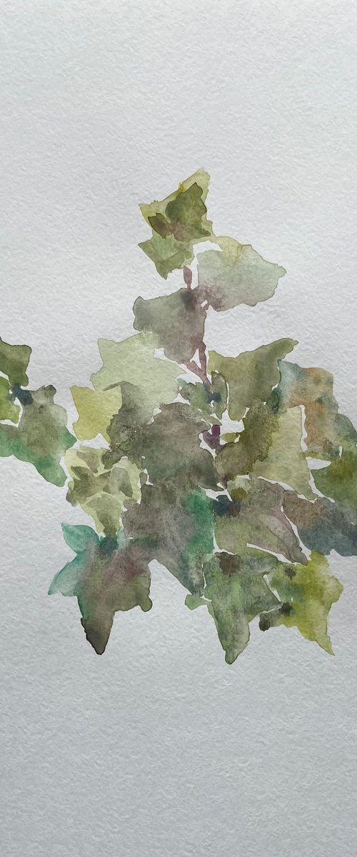 Garden ivy. by Elena Klyan